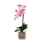 6 Head Butterfly Orchid Flower Foliage with Cobblestone (Size 50x10x10 cm) - Pink