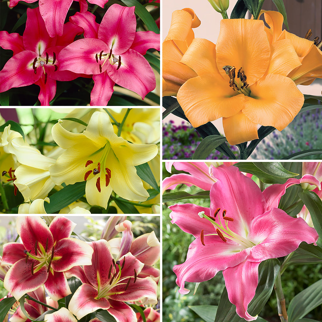 Collection of 25 Cloud Busting Lilies (5 each of 5 colours)_7480018_1