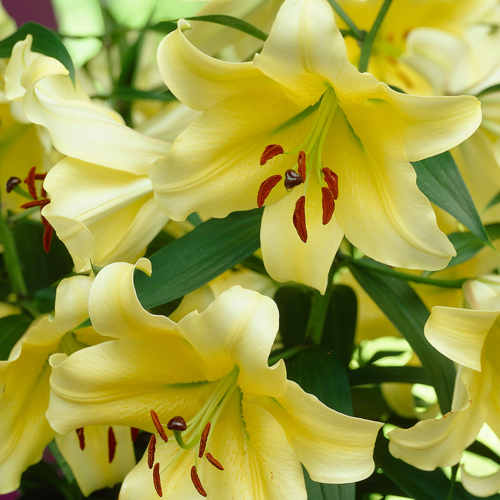 Collection of 25 Cloud Busting Lilies (5 each of 5 colours)_7480018_2