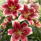 Collection of 25 Cloud Busting Lilies (5 each of 5 colours)_7480018_3