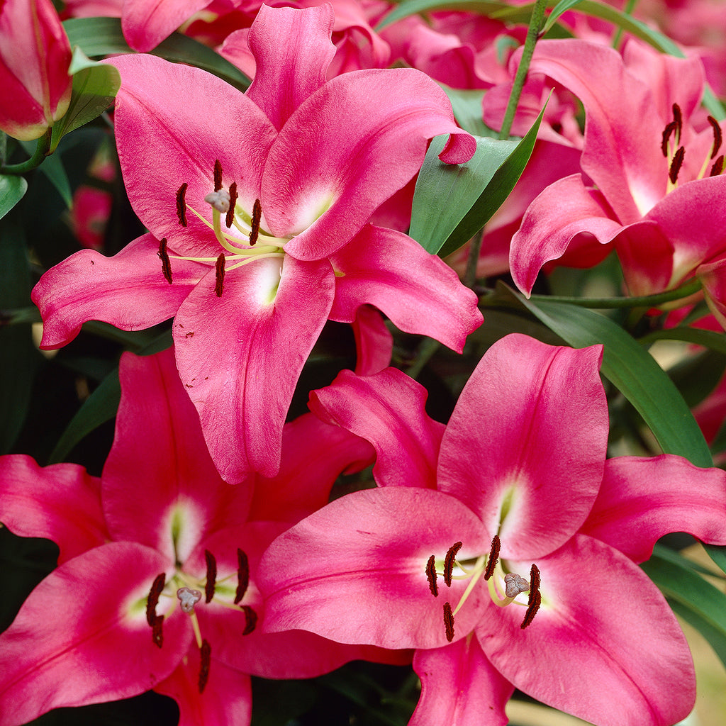 Collection of 25 Cloud Busting Lilies (5 each of 5 colours)_7480018_4