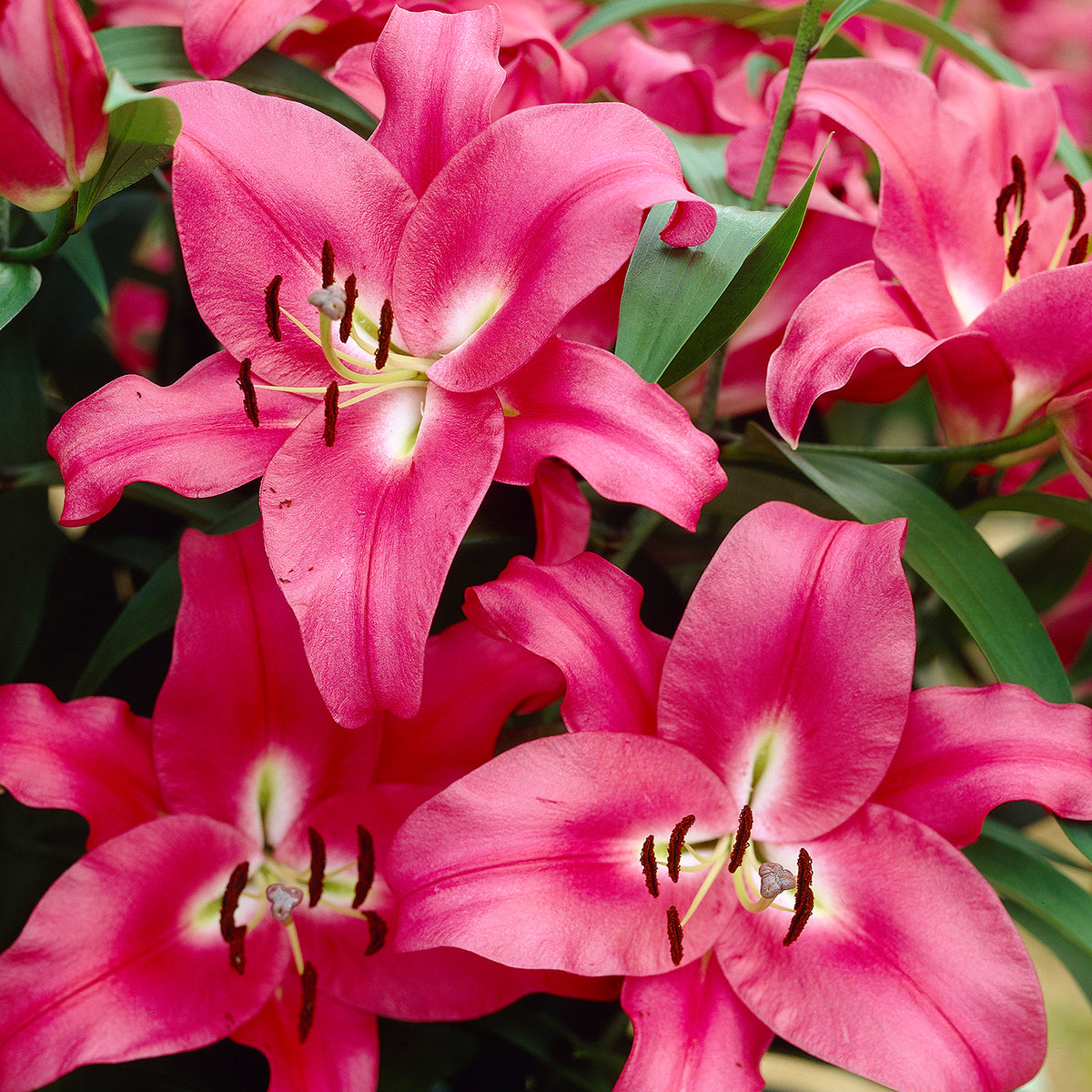 Collection of 25 Cloud Busting Lilies (5 each of 5 colours) 7480018 5