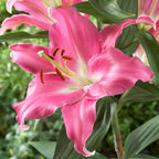 Collection of 25 Cloud Busting Lilies (5 each of 5 colours)_7480018_5