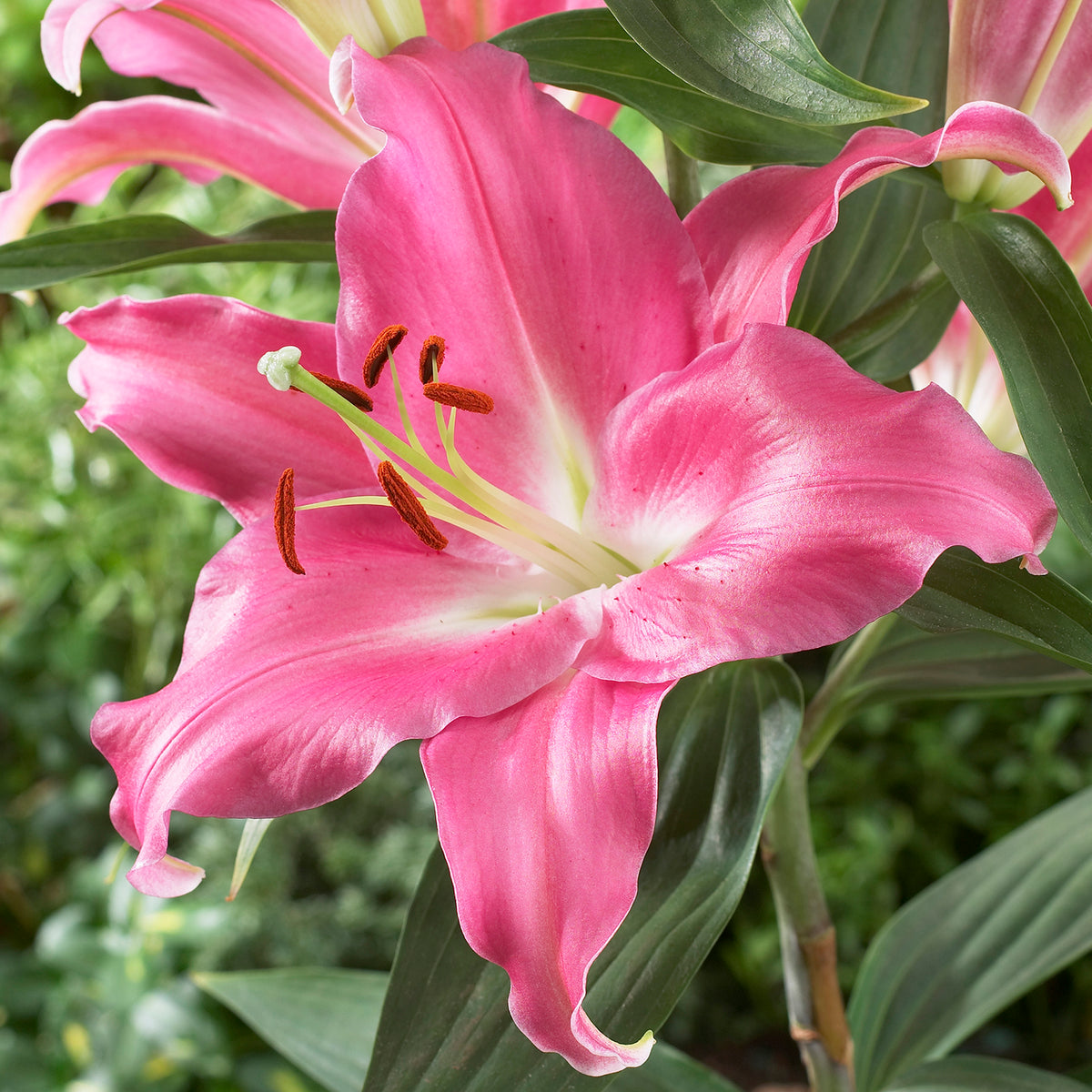 Collection of 25 Cloud Busting Lilies (5 each of 5 colours) 7480018 6