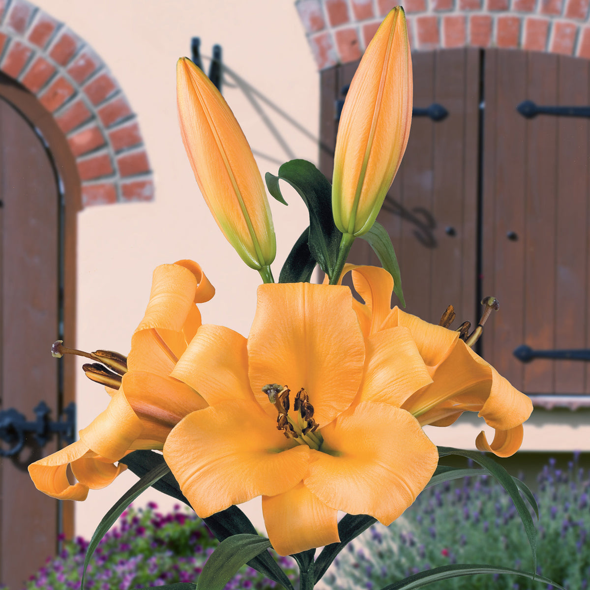 Collection of 25 Cloud Busting Lilies (5 each of 5 colours) 7480018 7