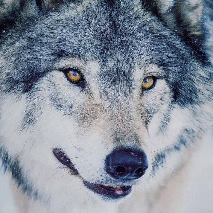 LIVMORE Wolf Print Soft Flannel Fleece Throw Blanket (154 x 212 cm) - Grey &amp; Multi V32646751 2