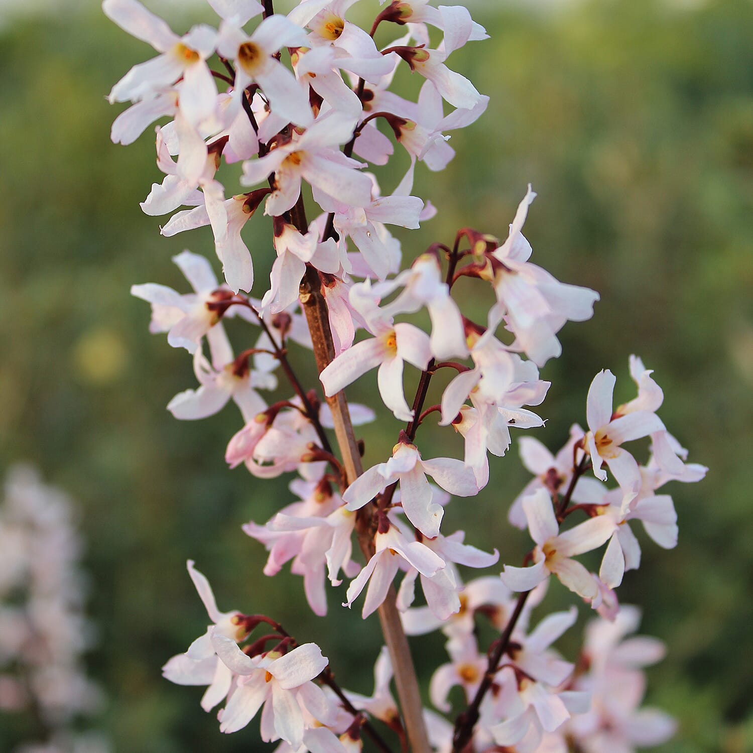 Abeliophyllum distichium Roseum 1 x 9cm 8132686 0
