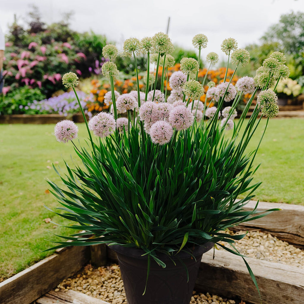 IW Live Plants (Size 1x9 ) - Lilac