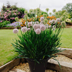 IW Live Plants (Size 1x9 ) - Lilac