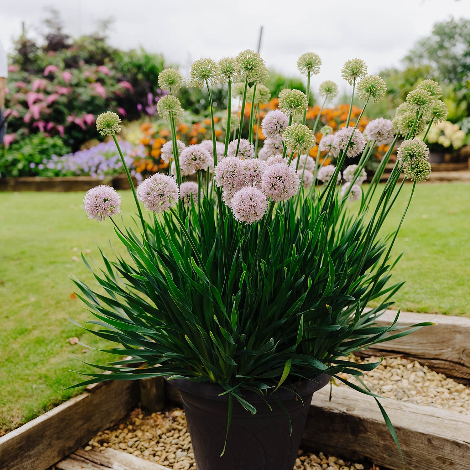 Allium Bubble Bath 1 x 9cm 8132734 0
