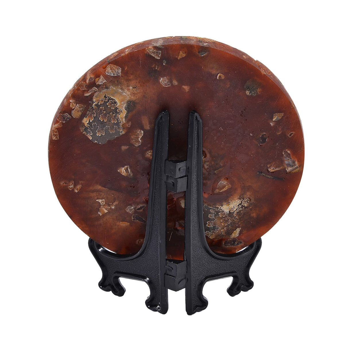One of a Kind -  Extremely Rare Find Natural Ammonite with Stand 7711915 4