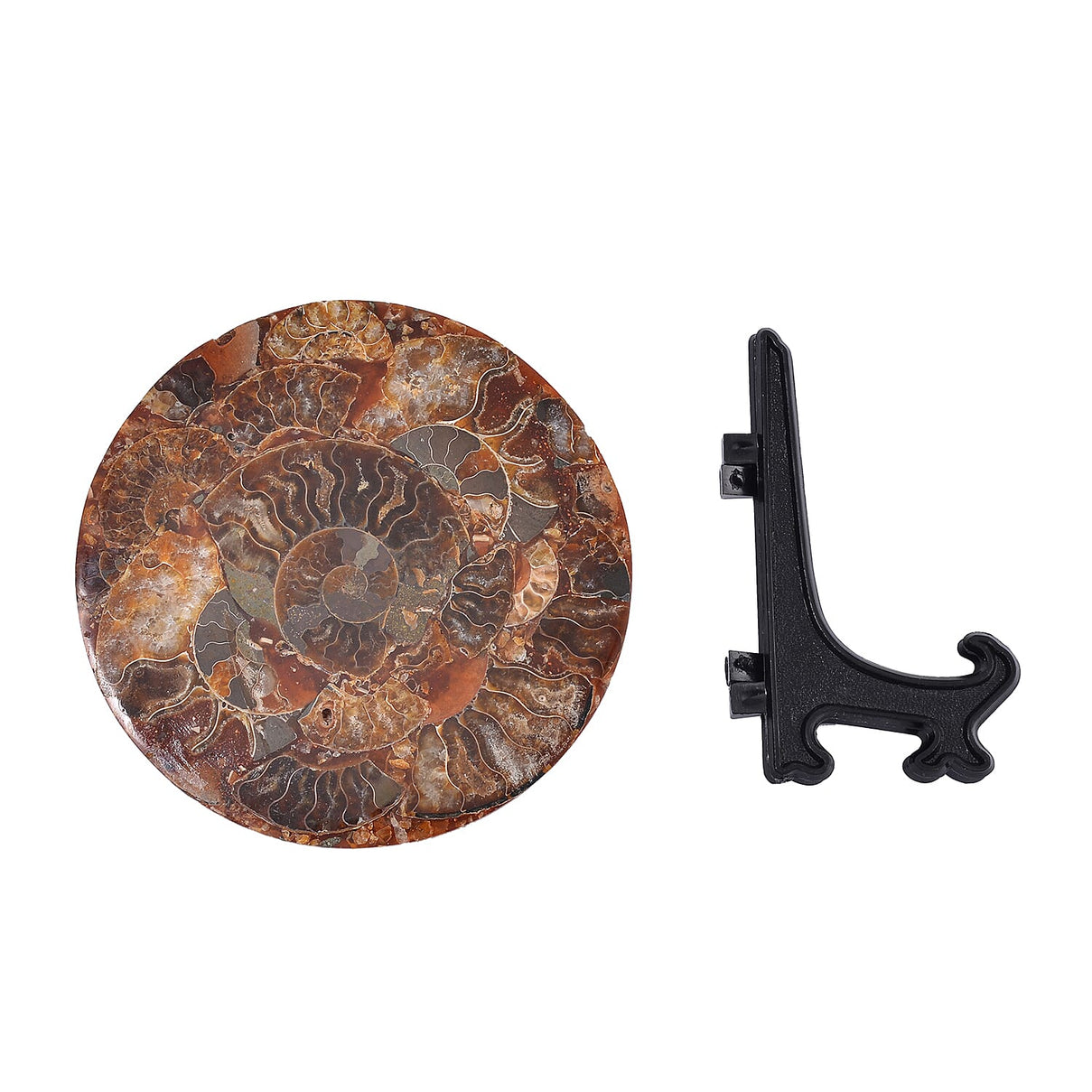 One of a Kind -  Extremely Rare Find Natural Ammonite with Stand 7711915 5