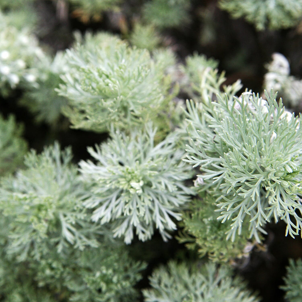Your Idea Artemisia Collection 3 x9cm Pot Yellow