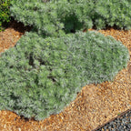 Your Idea Artemisia Collection 3 x9cm Pot Yellow