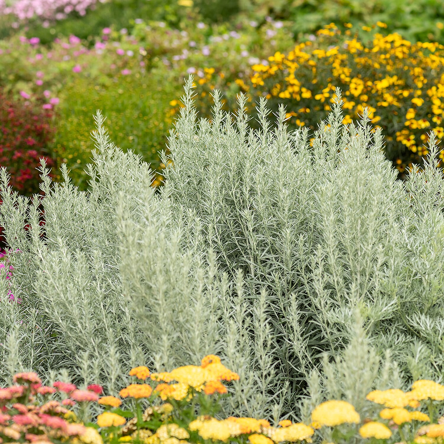Artemisia Collection 3 x 9cm pot 8132713 2