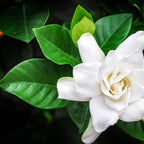 Your Ideal Gardenias Plants (Size 1x9 ) - White