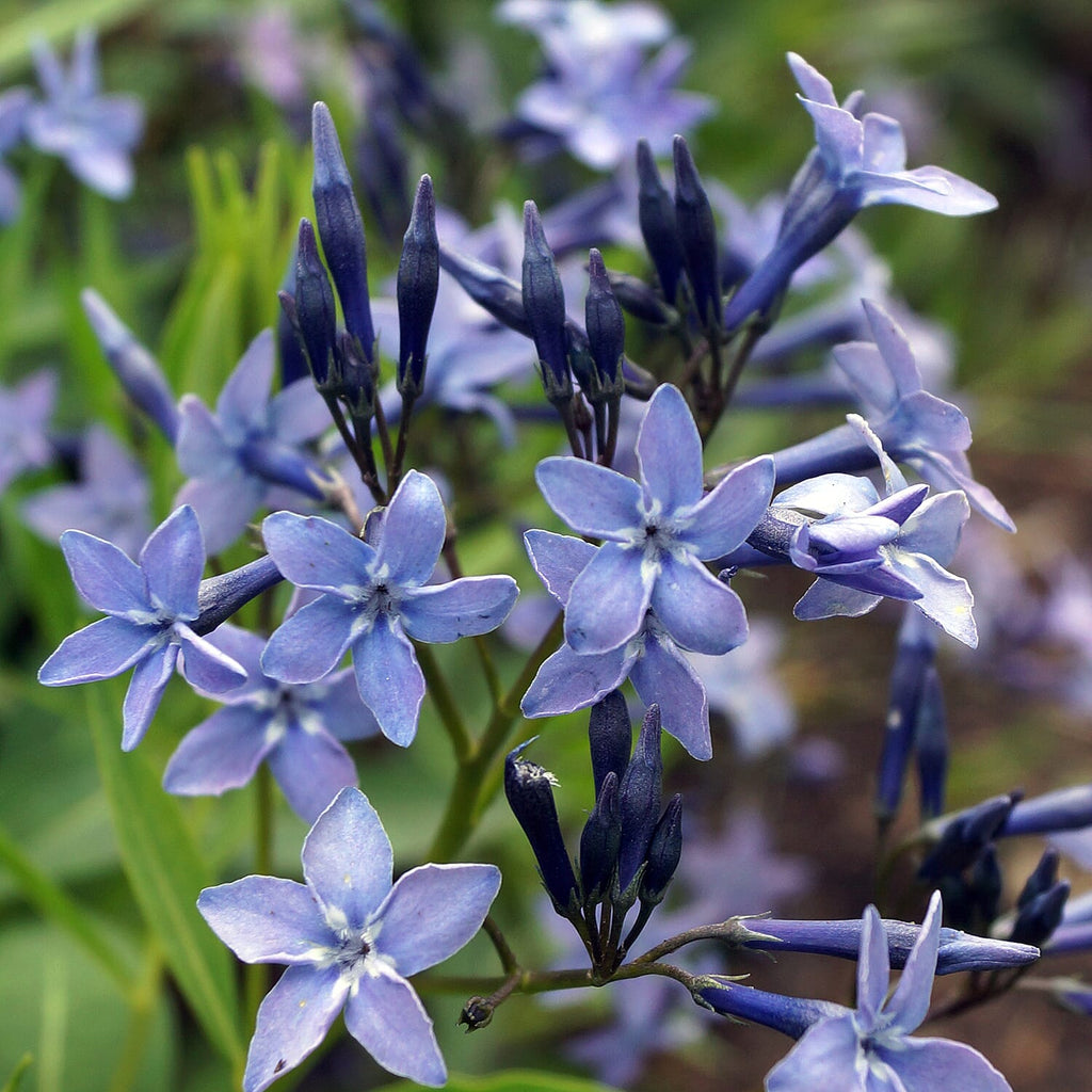 IW Live Plants - Blue