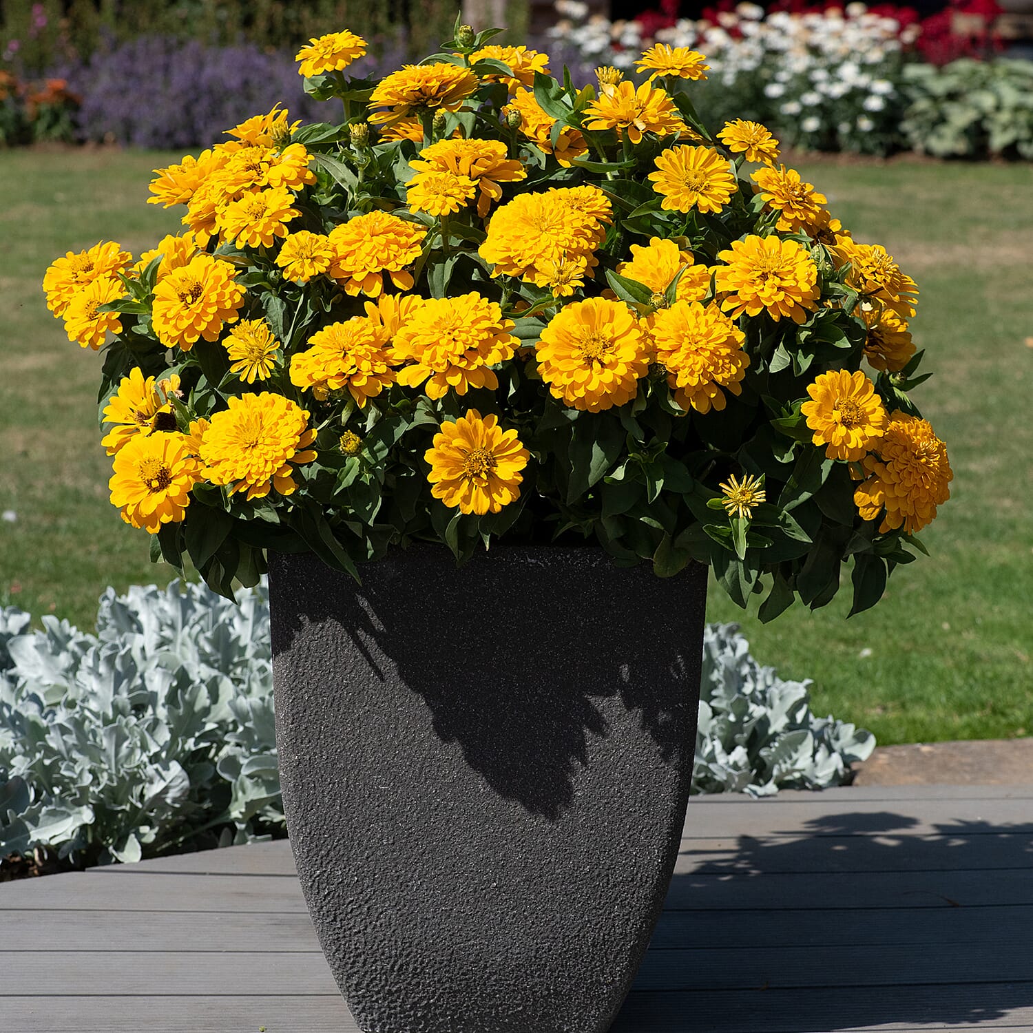IW Live Plants (Size 1x4 ) - Multi Color 8108541 1