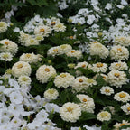 Your Ideal Zuper Zinnias 4.5cm Young Plants x 10 - Multi