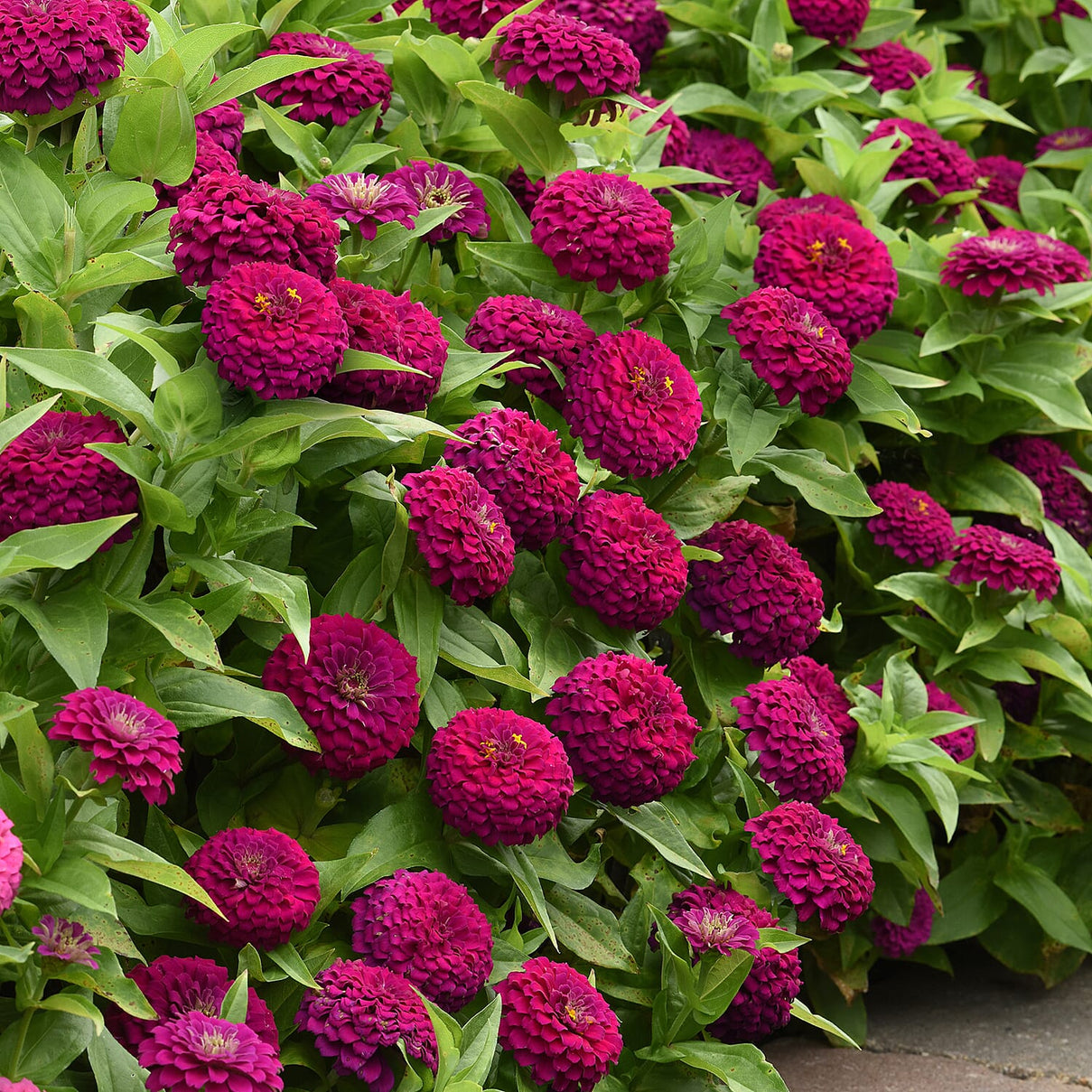 IW Live Plants (Size 1x4 ) - Multi Color 8108541 4