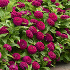 Your Ideal Zuper Zinnias 4.5cm Young Plants x 10 - Multi