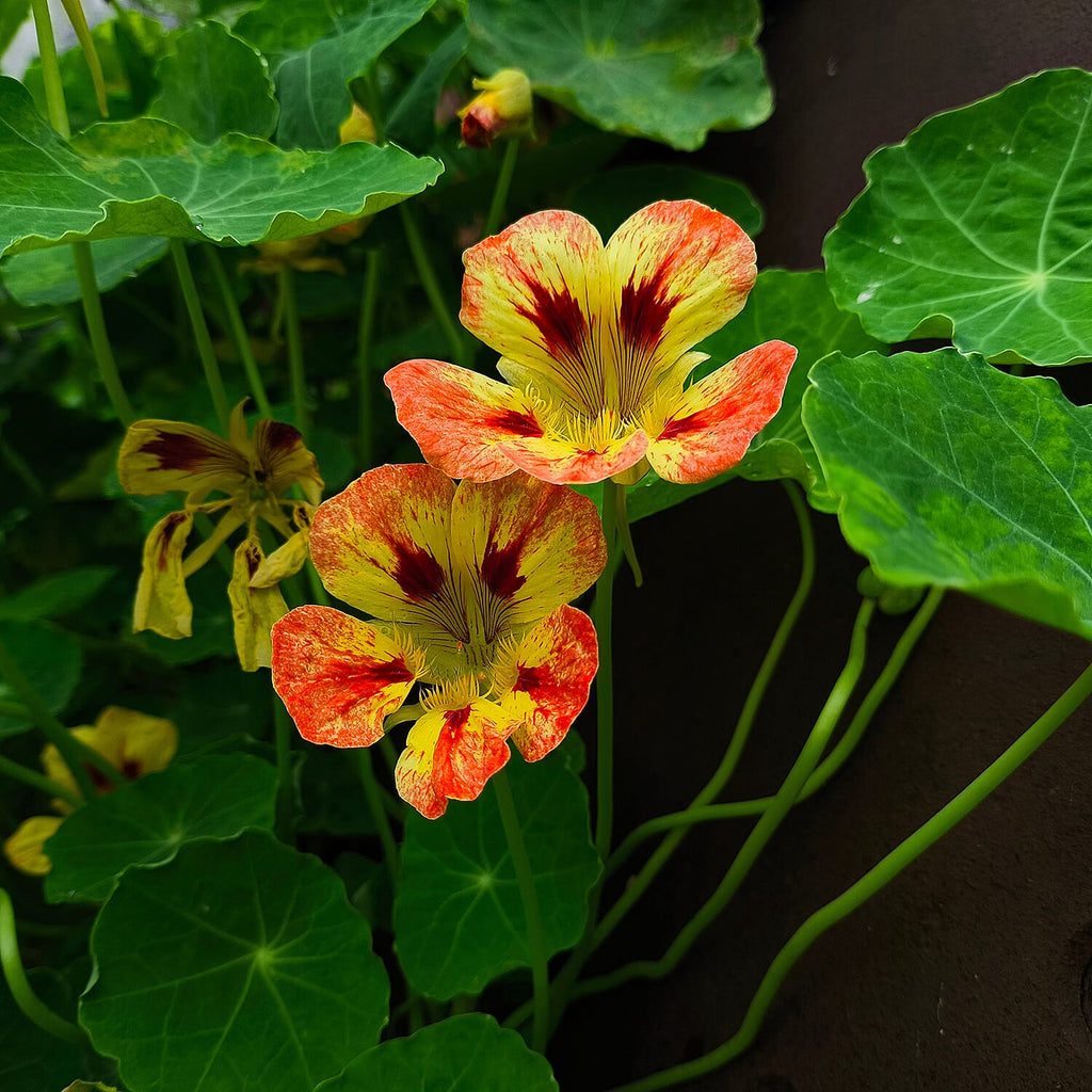 Live Plants - Orange