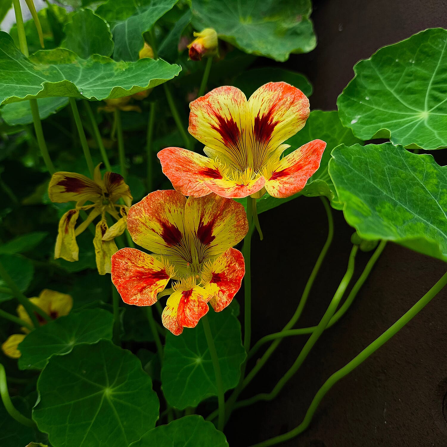 Your Ideal Nasturtium Collection 5 x 4.5cm Young Plants 8157347 0