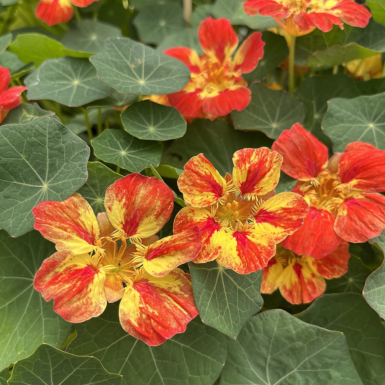 Your Ideal Nasturtium Collection 5 x 4.5cm Young Plants 8157347 1