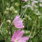 Live Plants - Pink