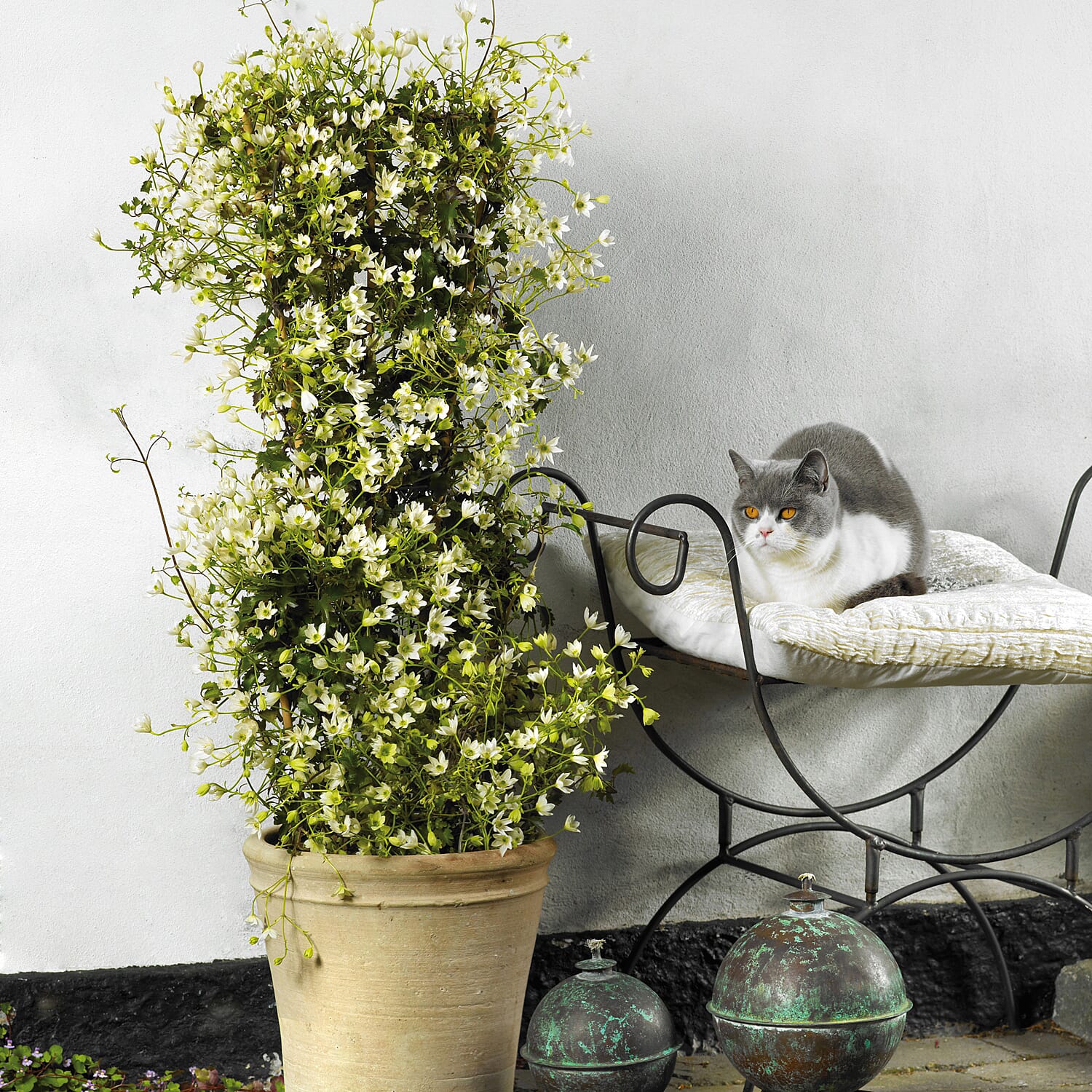 Your Ideal Clematis Michiko Evipo 2 x 7cm Pots 8157329 0