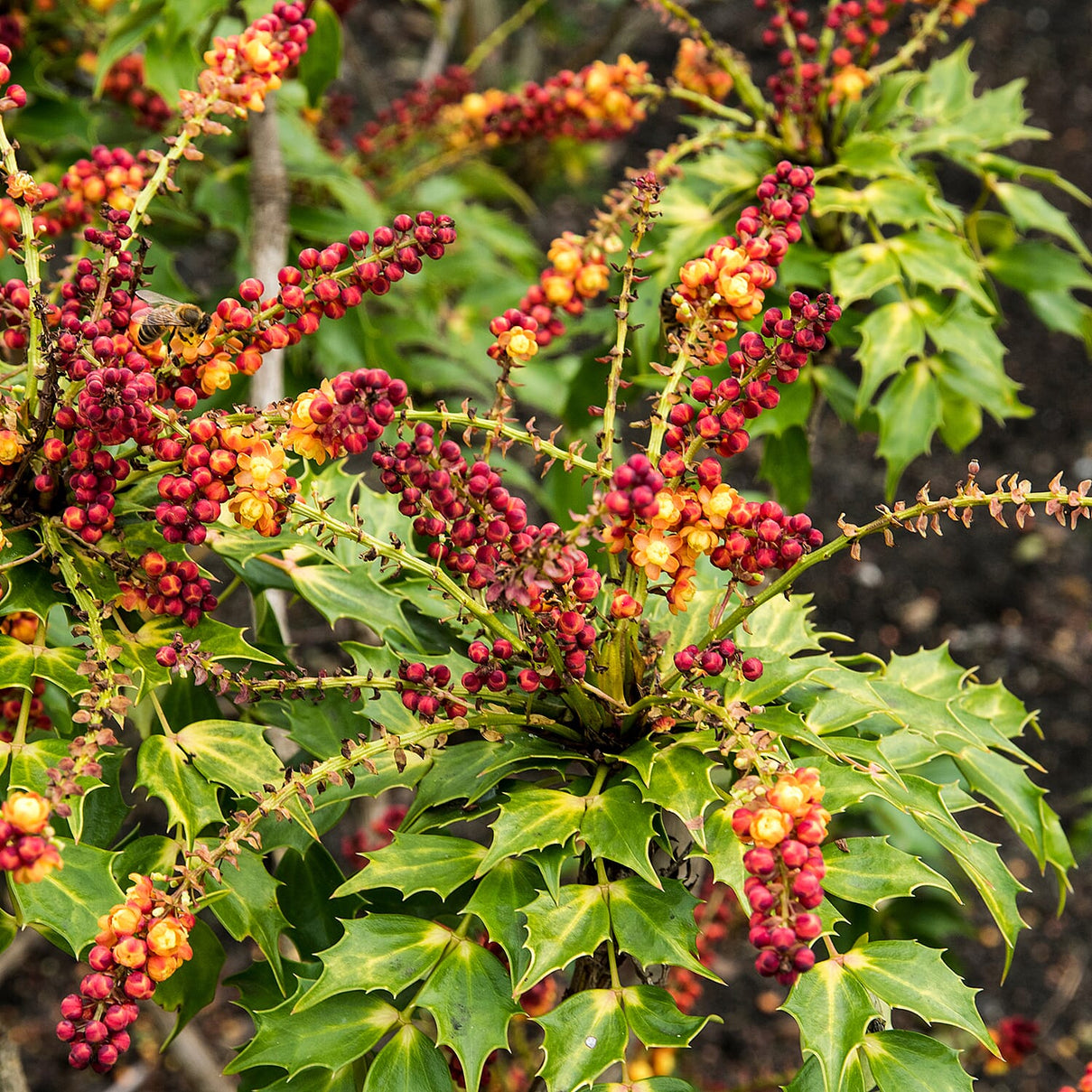 Mahonia Cabaret 1 x 9cm Pot 8132737 0