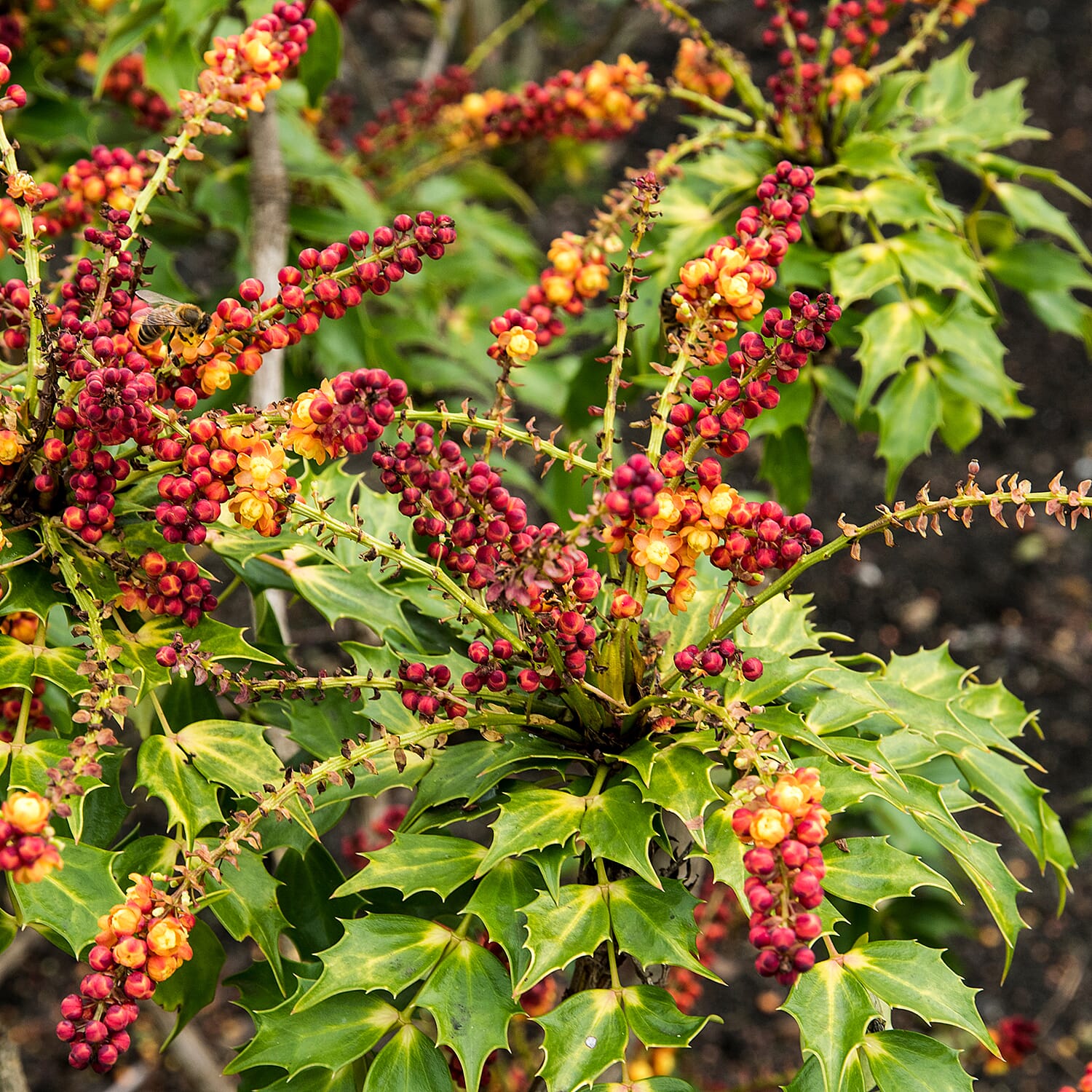 Mahonia Cabaret 1 x 9cm Pot 8132737 0