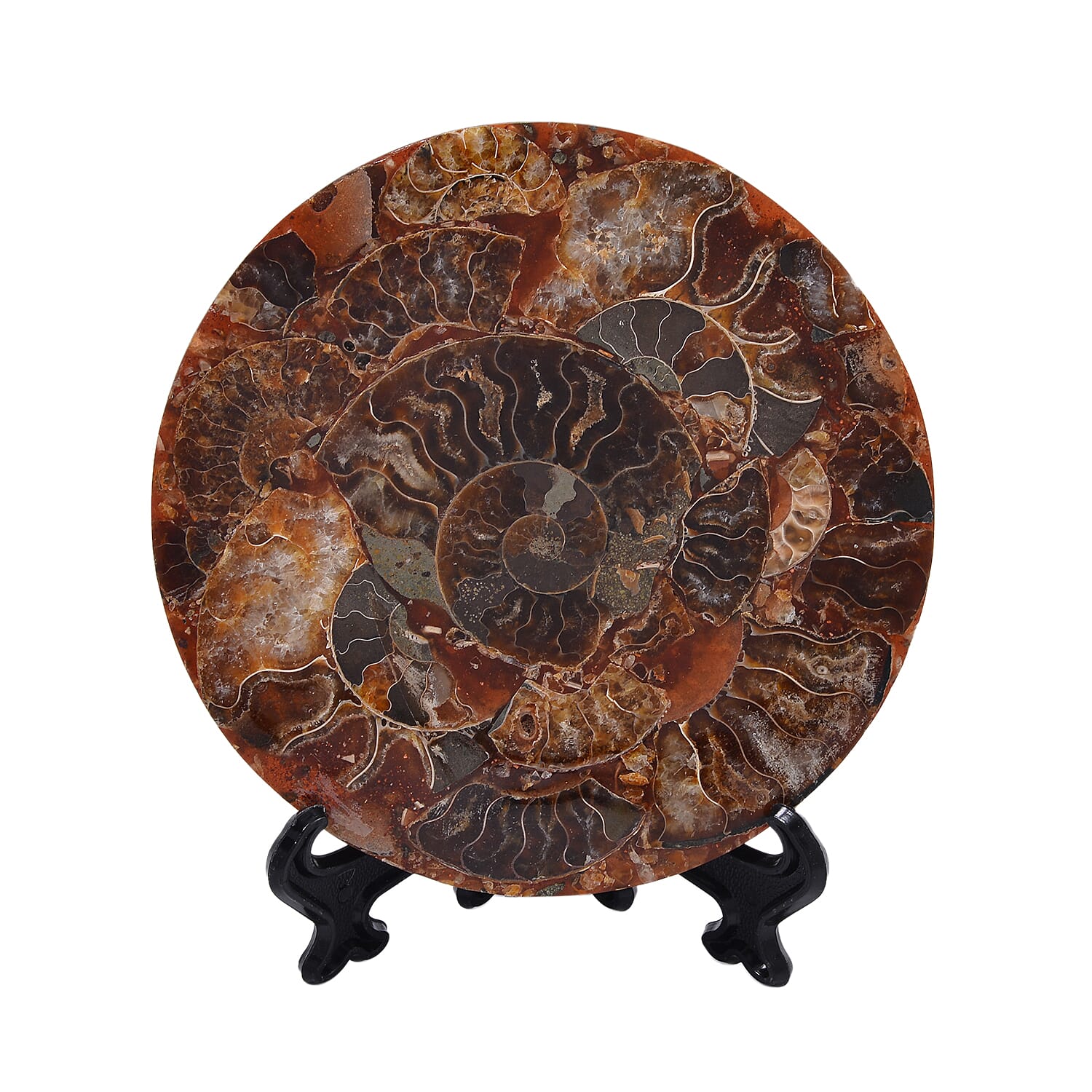 One of a Kind -  Extremely Rare Find Natural Ammonite with Stand 7711915 7