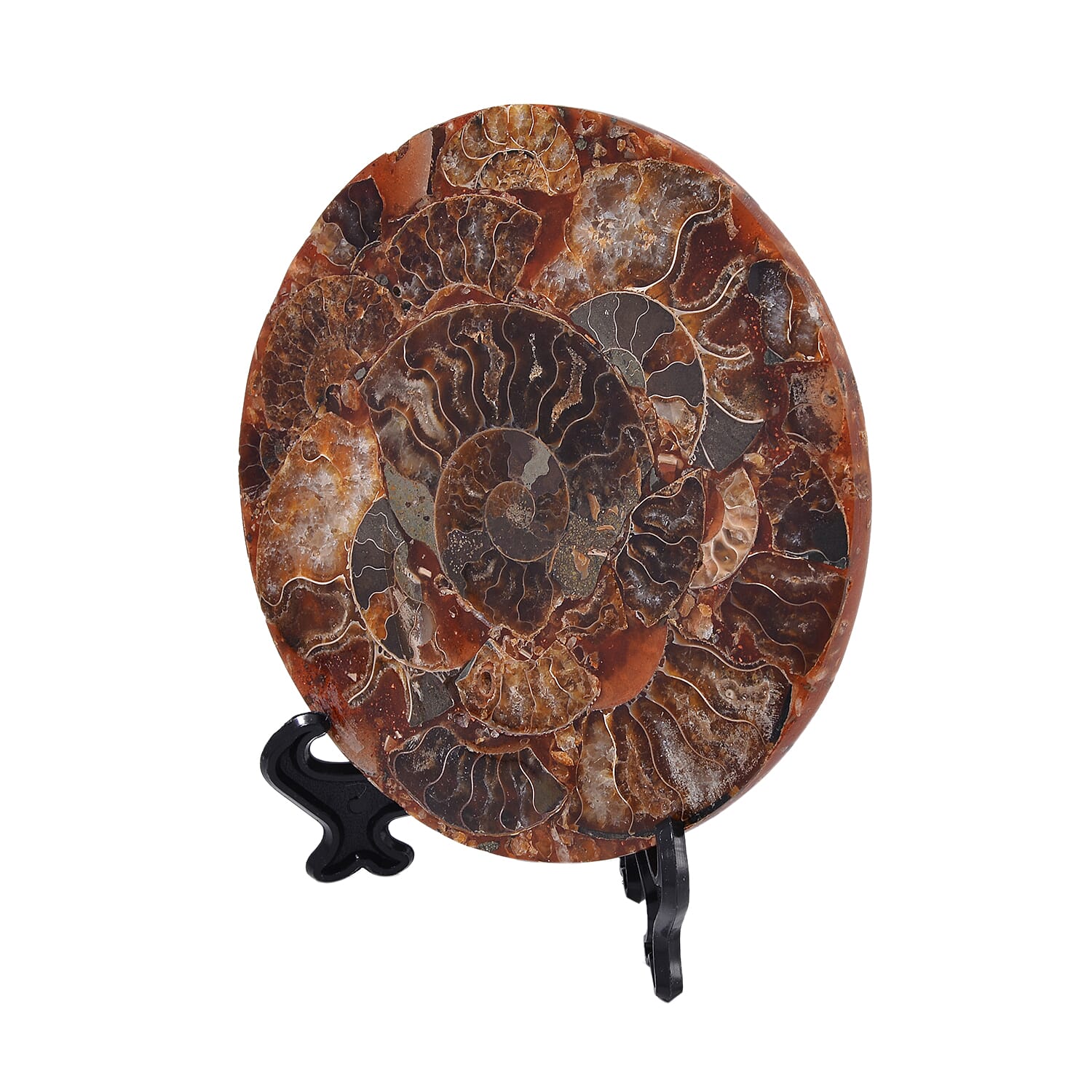 One of a Kind -  Extremely Rare Find Natural Ammonite with Stand 7711915 9