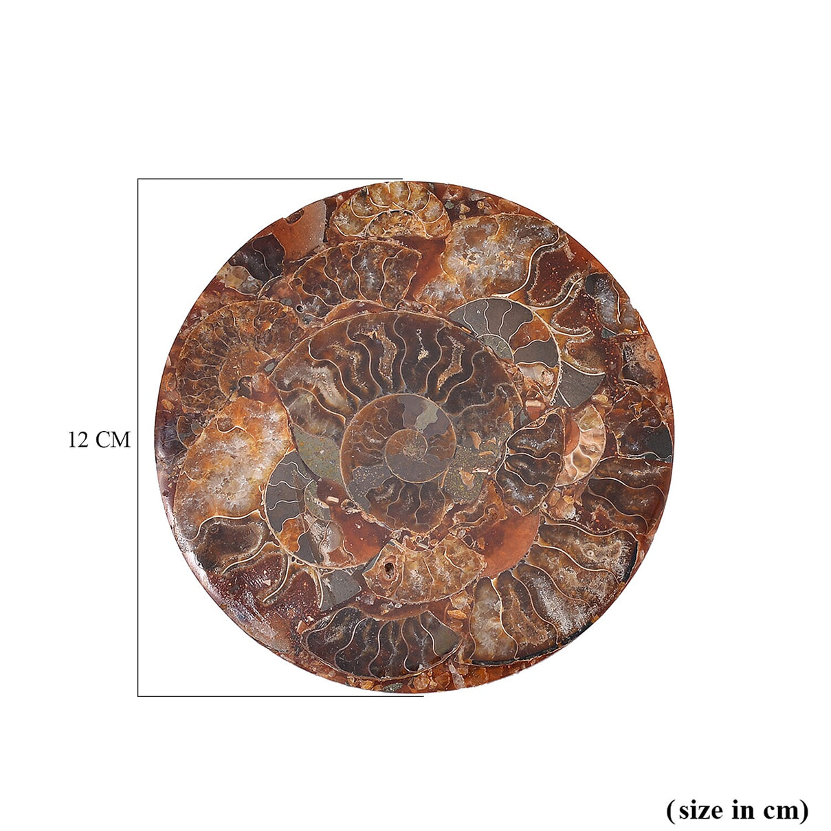 One of a Kind -  Extremely Rare Find Natural Ammonite with Stand 7711915 12