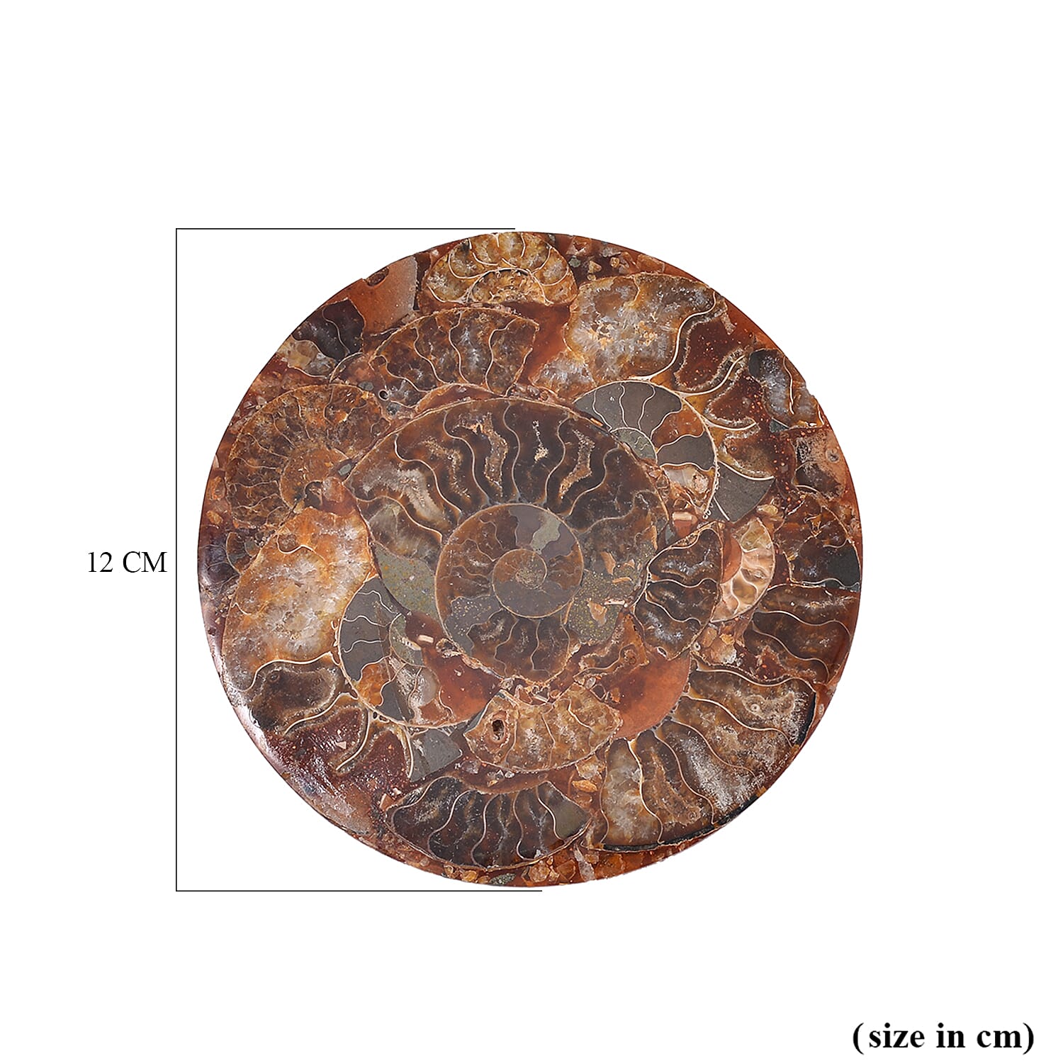 One of a Kind -  Extremely Rare Find Natural Ammonite with Stand 7711915 12