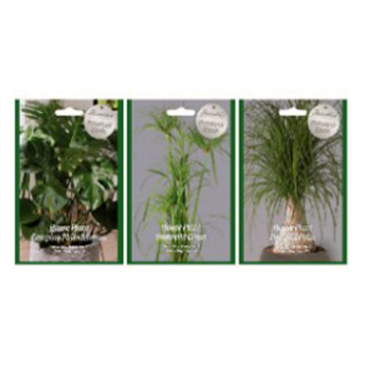 RUS House Plants Seed Pack - Green &amp; White 8477441 0