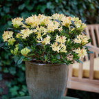 Your Ideal Rhododebdron Parfumollis Yellow in 19cm Pot - Yellow