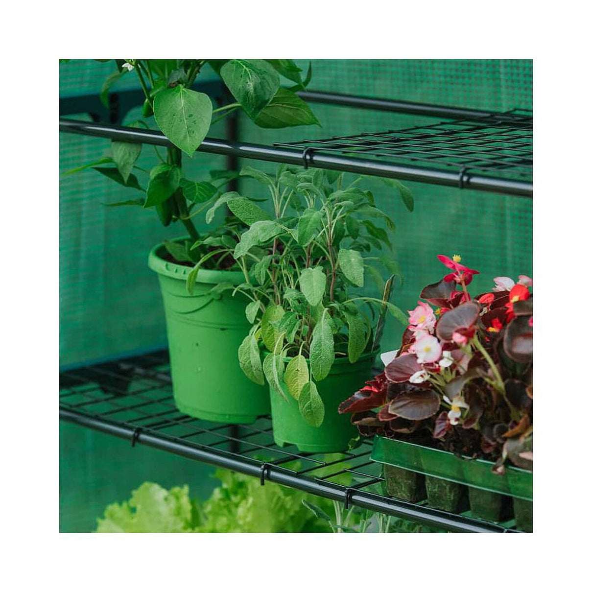 GROW IT Premium 4 Tier Extra Wide Growhouse - Green 7725866 1
