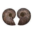 Tucson Rare Finds - Natural Red Opalized Ammonite Figurine-  Pair 1625 Ct.