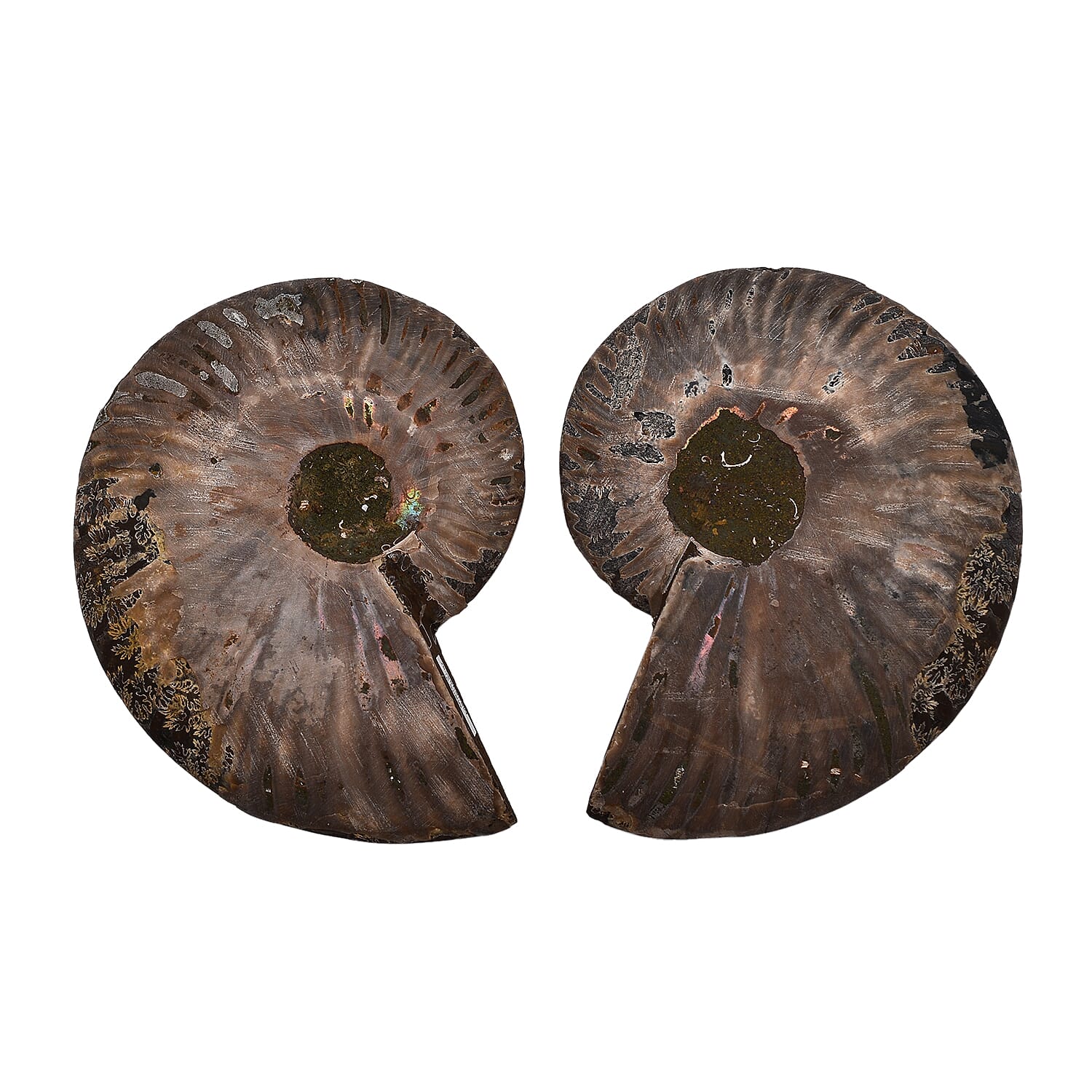 Tucson Rare Finds - Natural Red Opalized Ammonite Figurine-  Pair 1625 Ct. 4210517 0