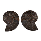 Tucson Rare Finds - Natural Red Opalized Ammonite Figurine-  Pair 1625 Ct.