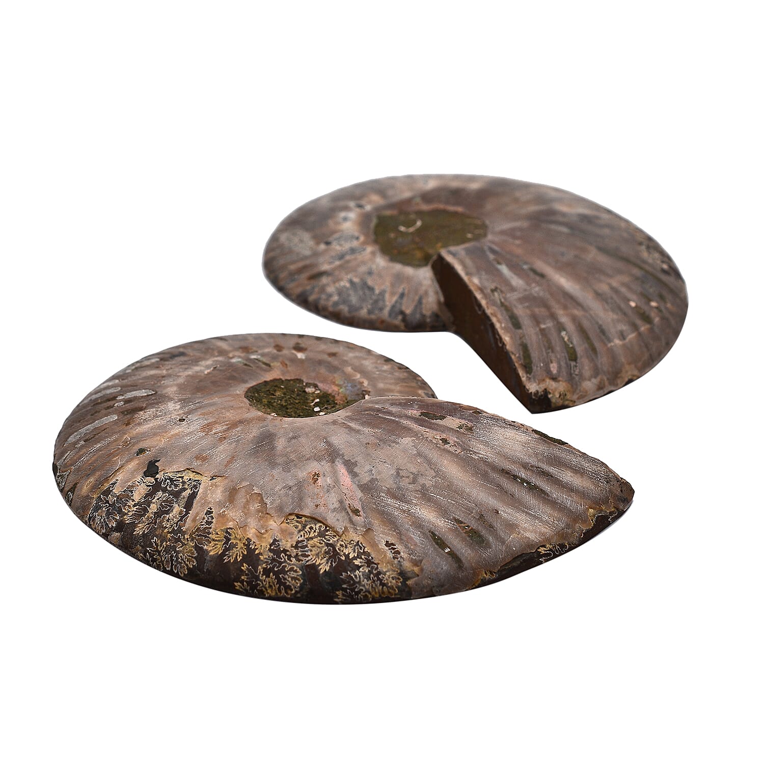 Tucson Rare Finds - Natural Red Opalized Ammonite Figurine-  Pair 1625 Ct. 4210517 2
