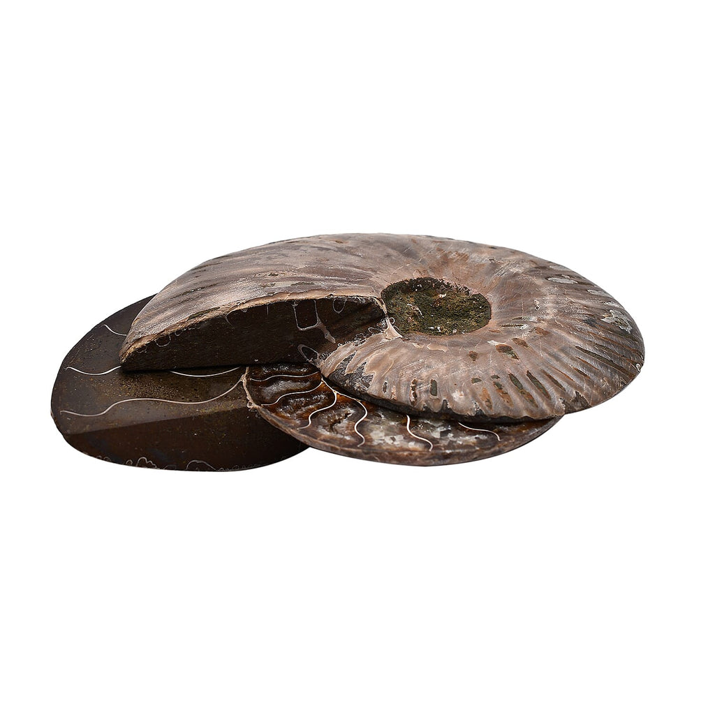 Tucson Rare Finds - Natural Red Opalized Ammonite Figurine-  Pair 1625 Ct.