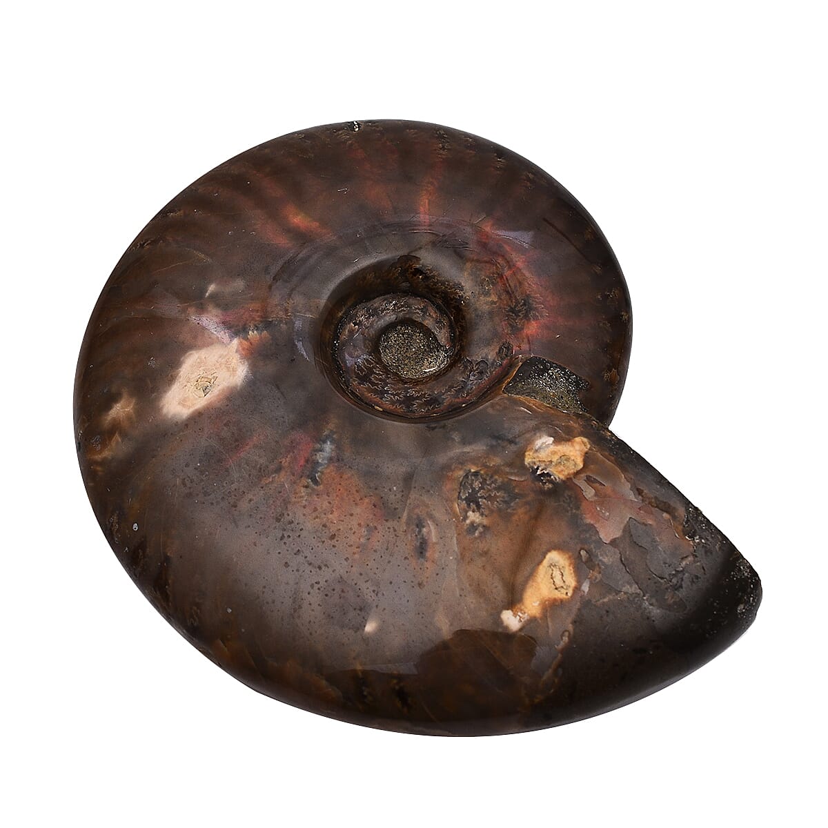 Tucson Rare Finds - Natural Red Opalized Ammonite Figurine - 1250 Ct. 4006189 0