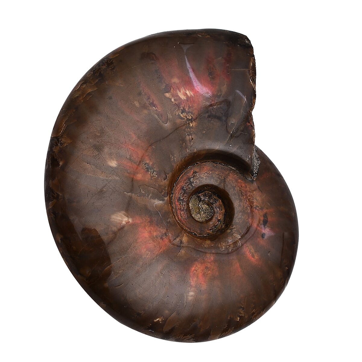 Tucson Rare Finds - Natural Red Opalized Ammonite Figurine - 1250 Ct. 4006189 1
