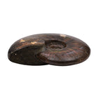 Tucson Rare Finds - Natural Red Opalized Ammonite Figurine - 1250 Ct.
