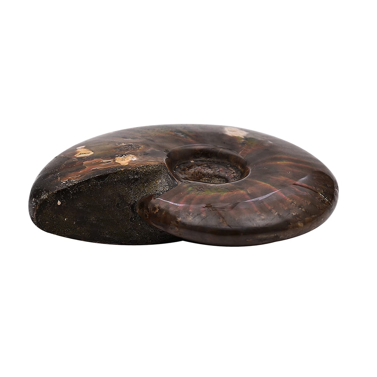Tucson Rare Finds - Natural Red Opalized Ammonite Figurine - 1250 Ct. 4006189 2