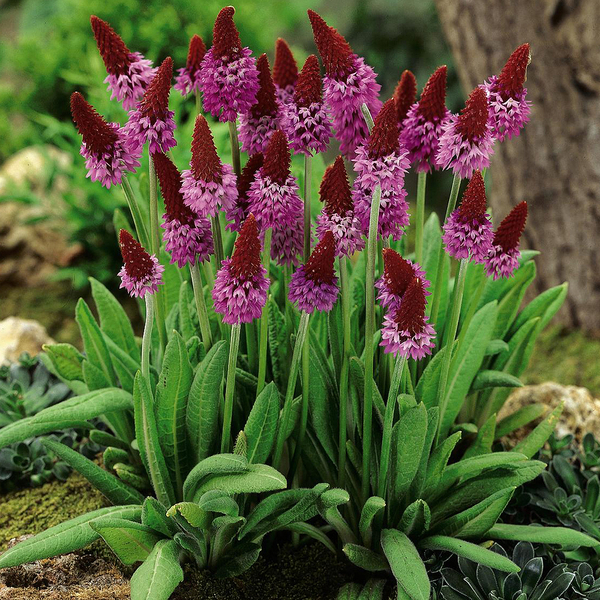 Gardening Direct Primula Red Hot Poker 9cm Pots x 3