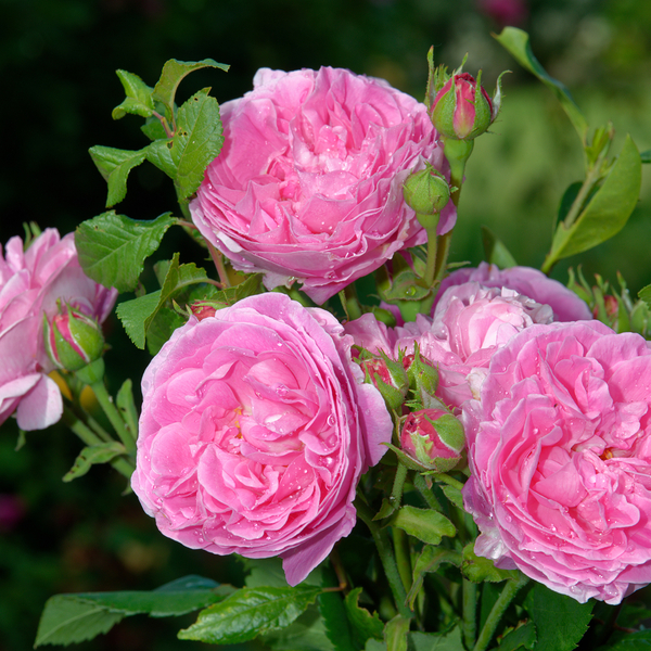 Gardening Direct Rose Louise Odier 3L Potted